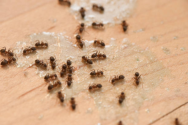 Best Pest Inspection Near Me  in Grant, MN