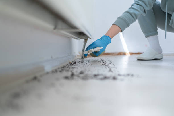 Best Ant Control Services  in Grant, MN